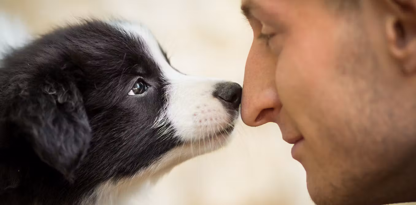 David, an enthusiastic male animal lover, finding compassionate partner on a pet-friendly dating site, connecting with fellow animal enthusiasts who share dedication to pets and animal welfare.